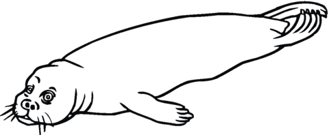 Harbor Seal Coloring Page